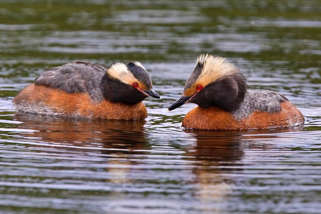 Horned Grebe Pair by DenaliNPS is marked with Public Domain Mark 1.0.